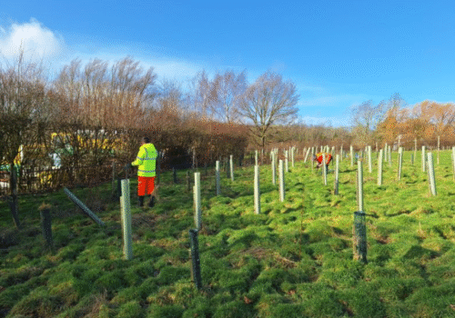 🌱 Planting for the Future: Lankelma’s Tree-Planting Initiative Continues to Grow